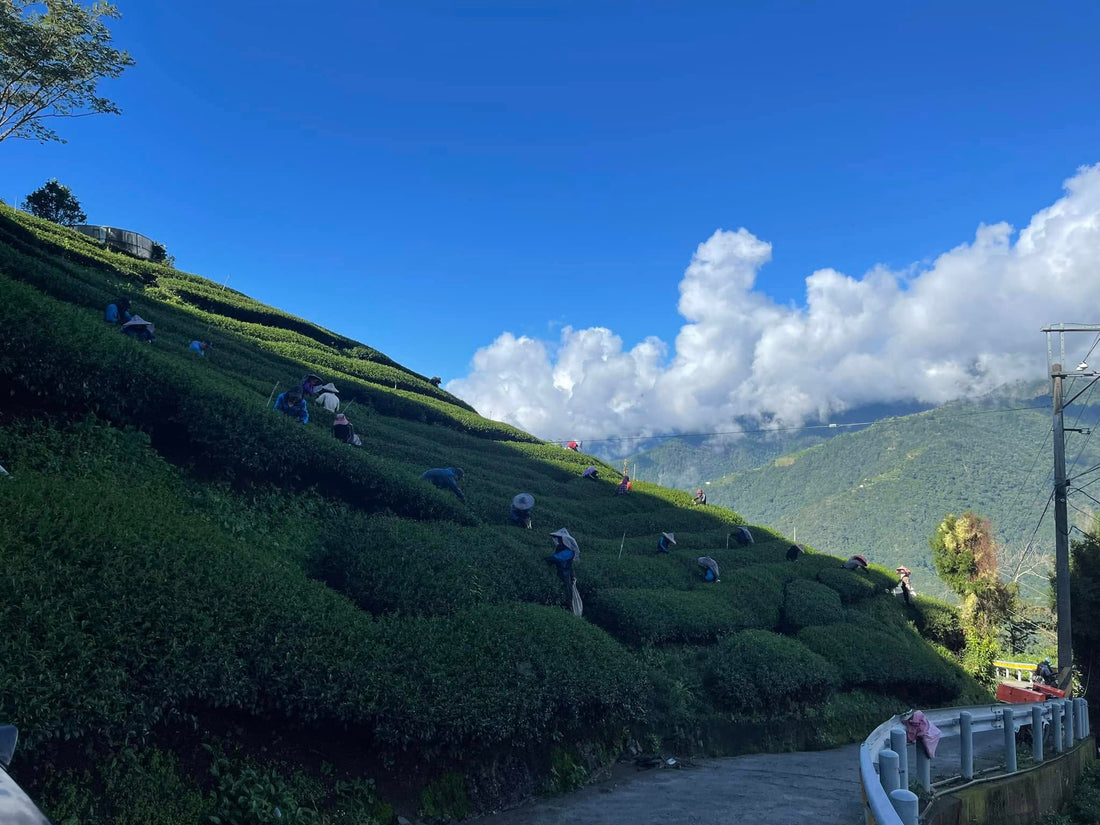 茶葉 OEM ODM 客製化一條龍服務